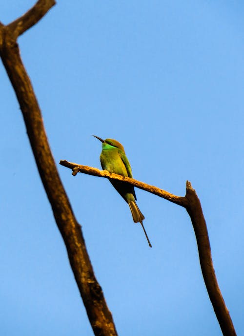 亞洲綠色食蜂鳥, 分公司, 動物攝影 的 免費圖庫相片