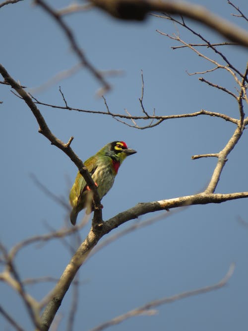 Kostenloses Stock Foto zu ast, hocken, kupferschmied barbet