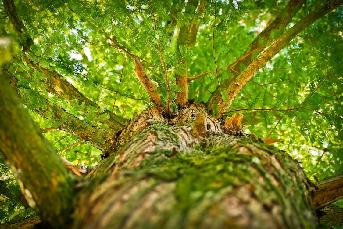 Free Green Tree Low-angle Photography Stock Photo