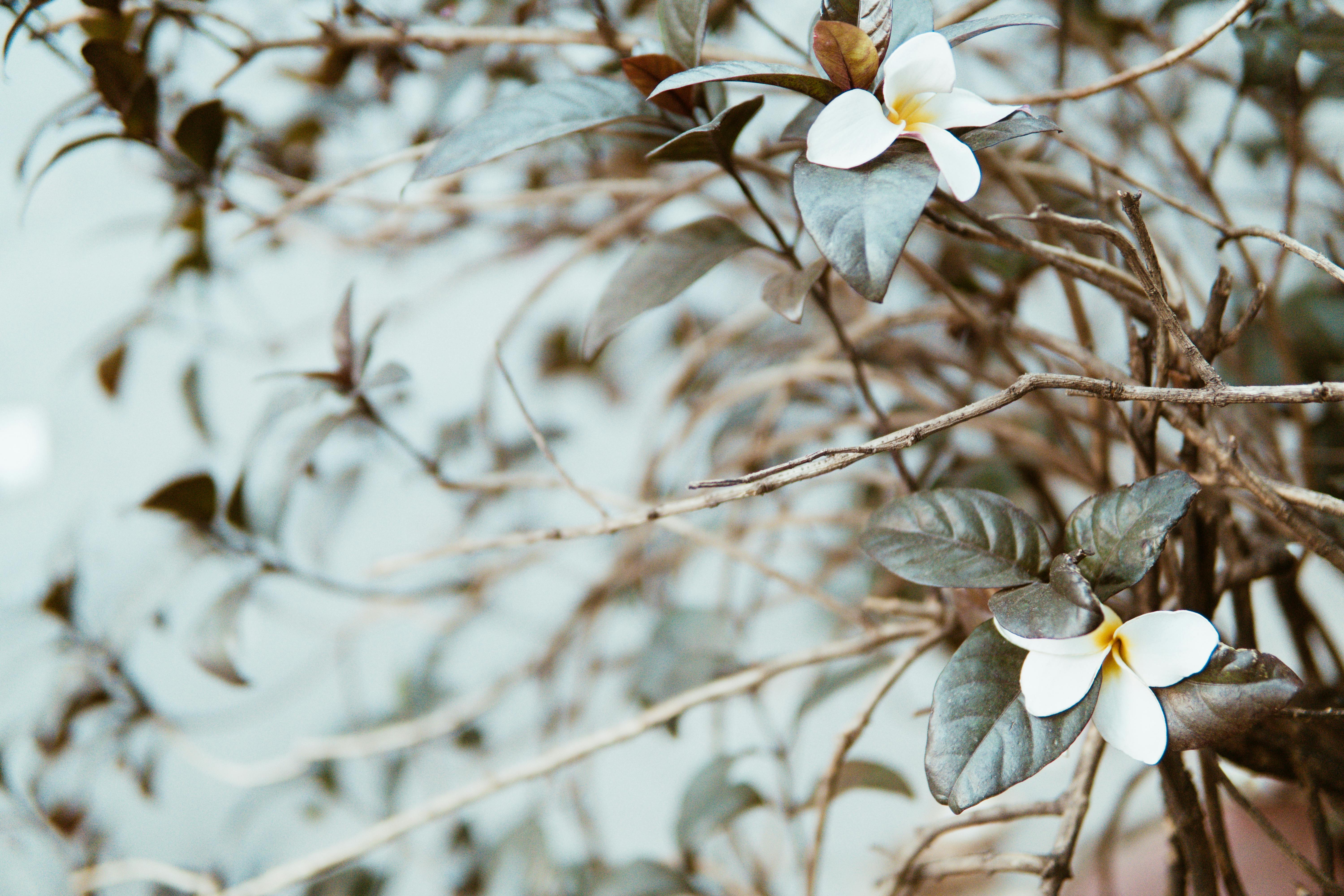 鸡蛋花在枝头静静绽放的画面，凸显了大自然的微妙之美