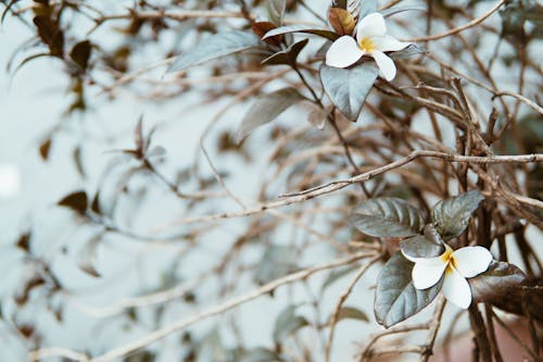 Fotografia Com Foco Seletivo De Flores Brancas