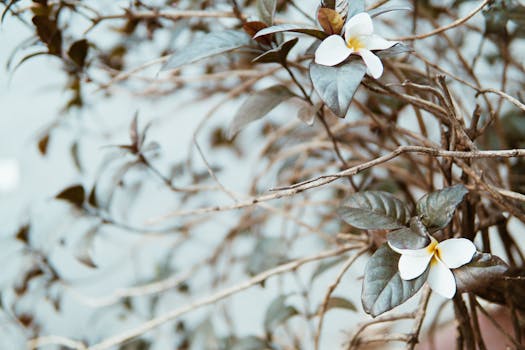 鸡蛋花在枝头静静绽放的画面，凸显了大自然的微妙之美