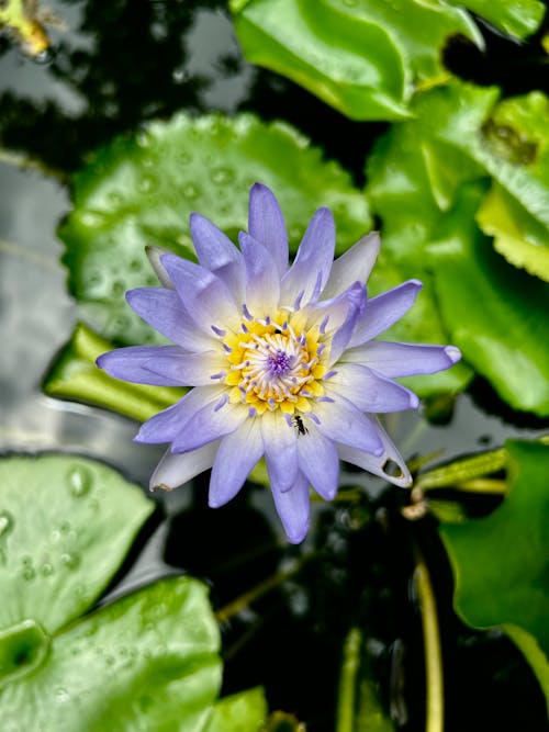 Foto profissional grátis de azul, flor, foco seletivo