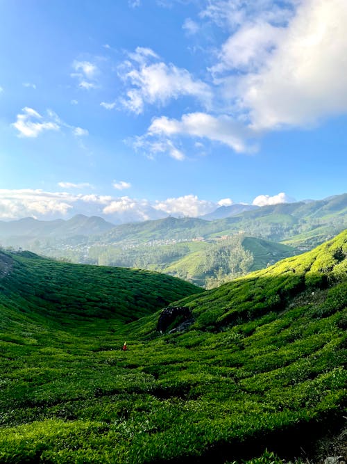 A view of green tea fields in the mountains