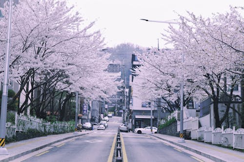 A street with cherry blossoms on the trees
