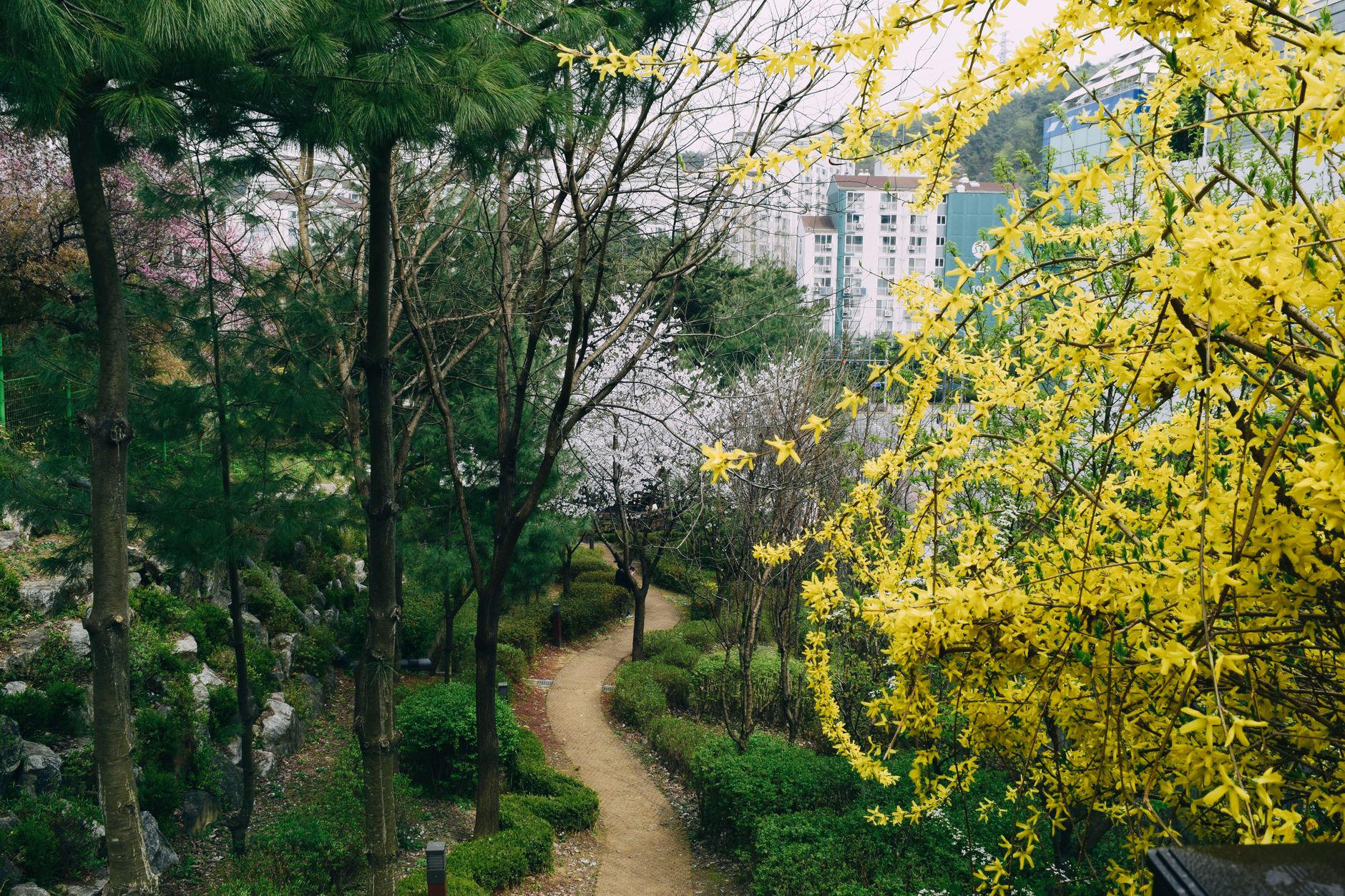 korea spring flowers forsythia path