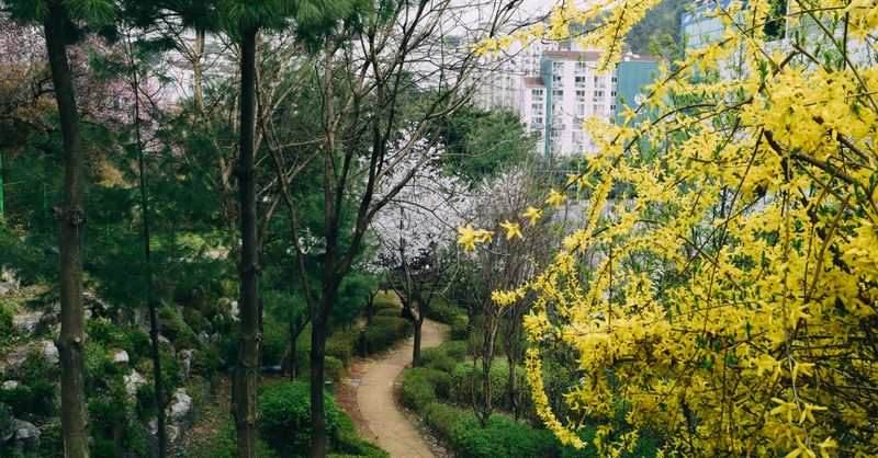 Forsythia : Guide Plantation et Taille 2026