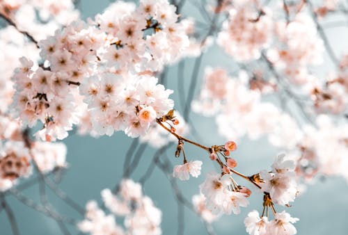 Witte Bloemen In Bloei