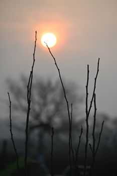 Silhouetted sticks rise against a vibrant sunset, capturing nature's simplicity.