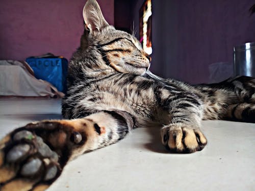 Foto profissional grátis de gato, gato dormindo