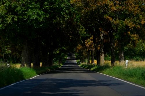 Free A scenic country road surrounded by green and golden trees under sunlight; ideal for travel imagery. Stock Photo