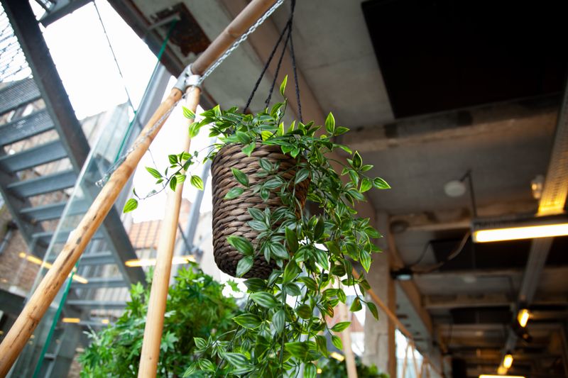 spider plant with small plantlets hanging from stems