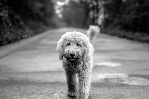 Foto Em Tons De Cinza De Cachorro Andando Na Estrada