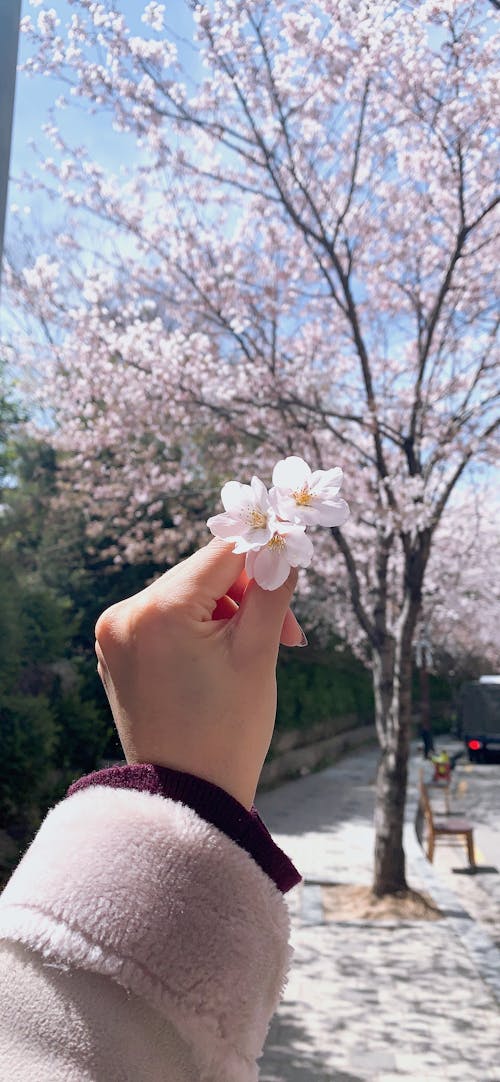 꽃, 벚나무, 자연의 무료 스톡 사진