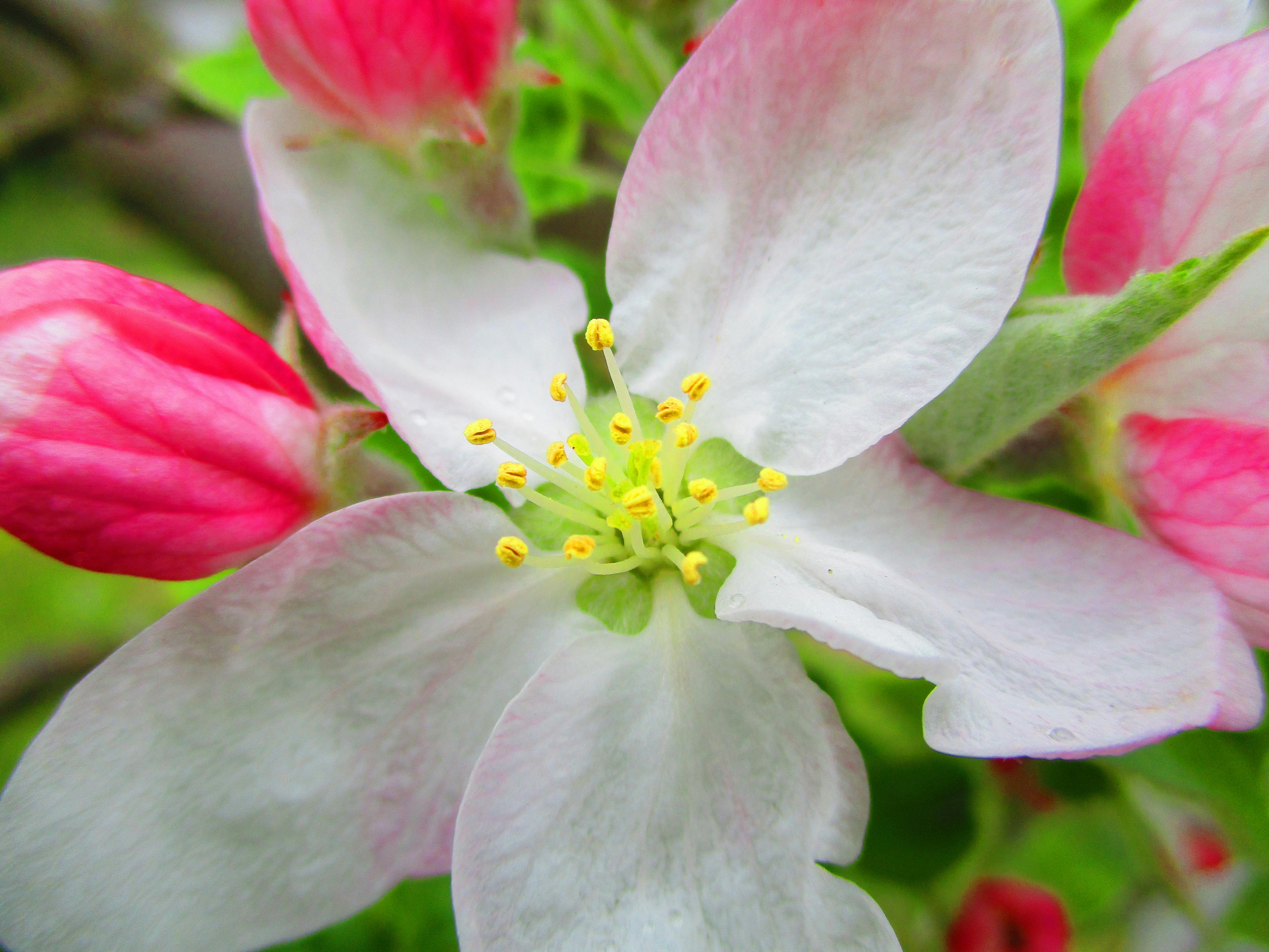Foto Profissional Gratuita De Flor De Maca Flor De Macieira Maca