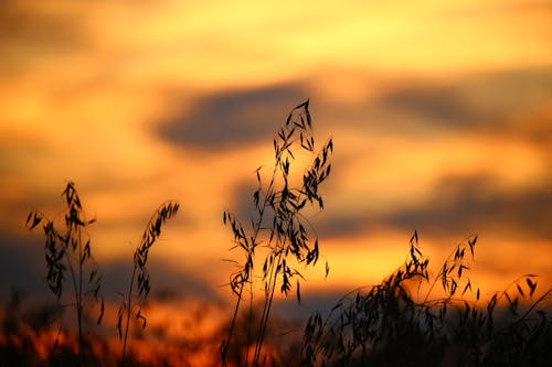 Campo Di Grano Durante Il Tramonto