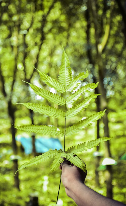 Twig with Leaves in Hand