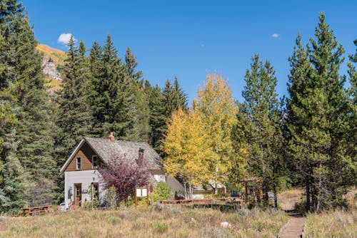 Brown and White Cottage Beside Forest