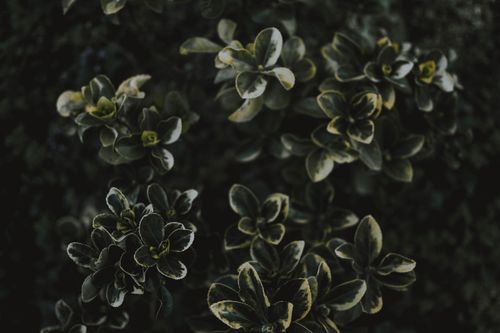 Free A close-up view of moody, dark green leaves with subtle variegation in a lush garden setting. Stock Photo