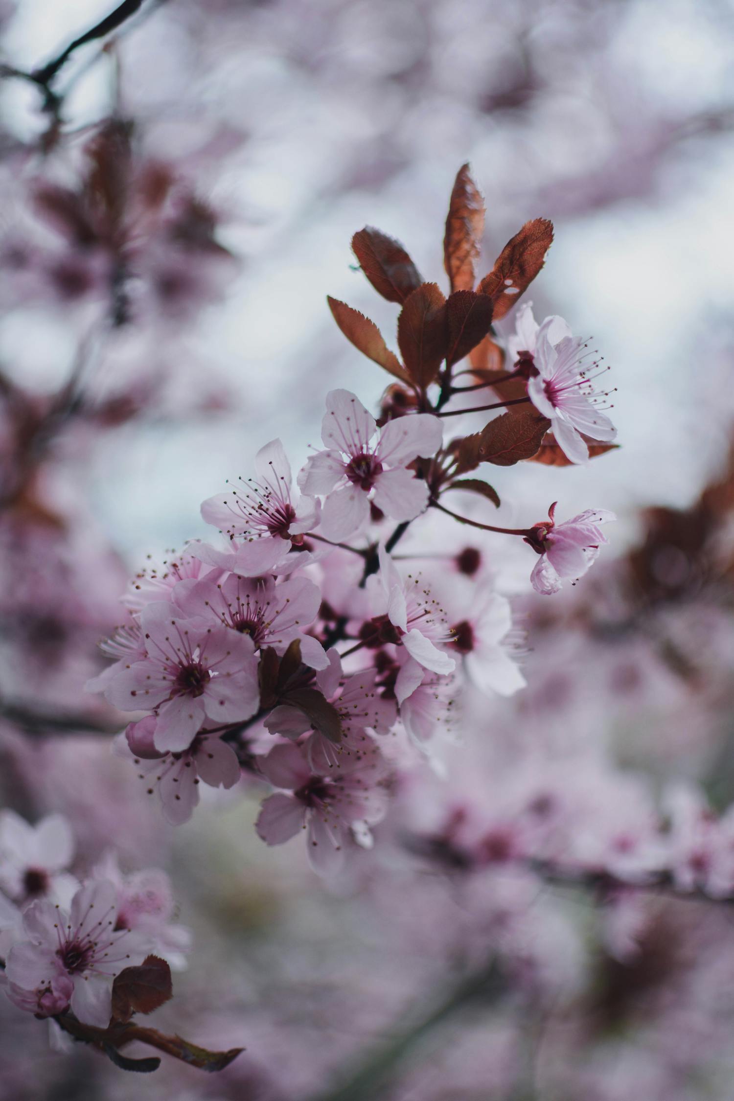 Pink Cherry Blossoms In Bloom · Free Stock Photo