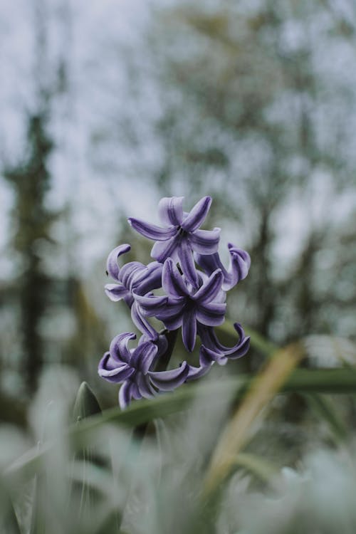 Gratis arkivbilde med blomst, blomsterblad, blomstre