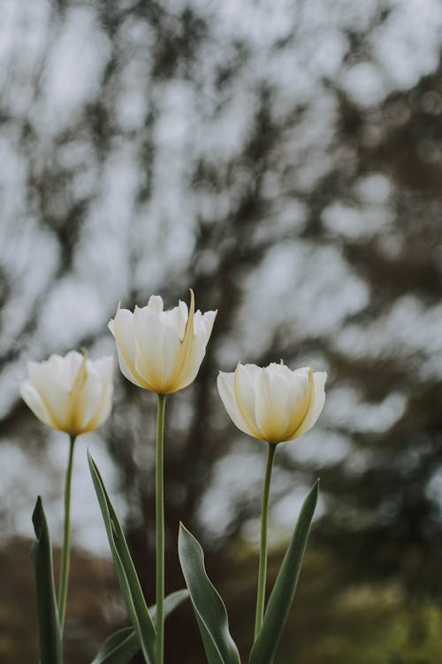 бесплатная Три белых тюльпана в саду Стоковое фото