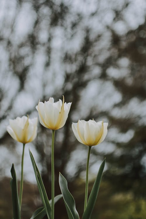 Three White Tulips At The Garden