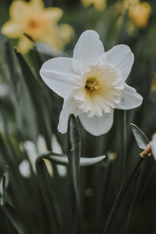 Fiori Petali Bianchi