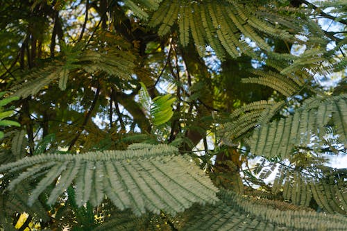 Green-leafed Trees
