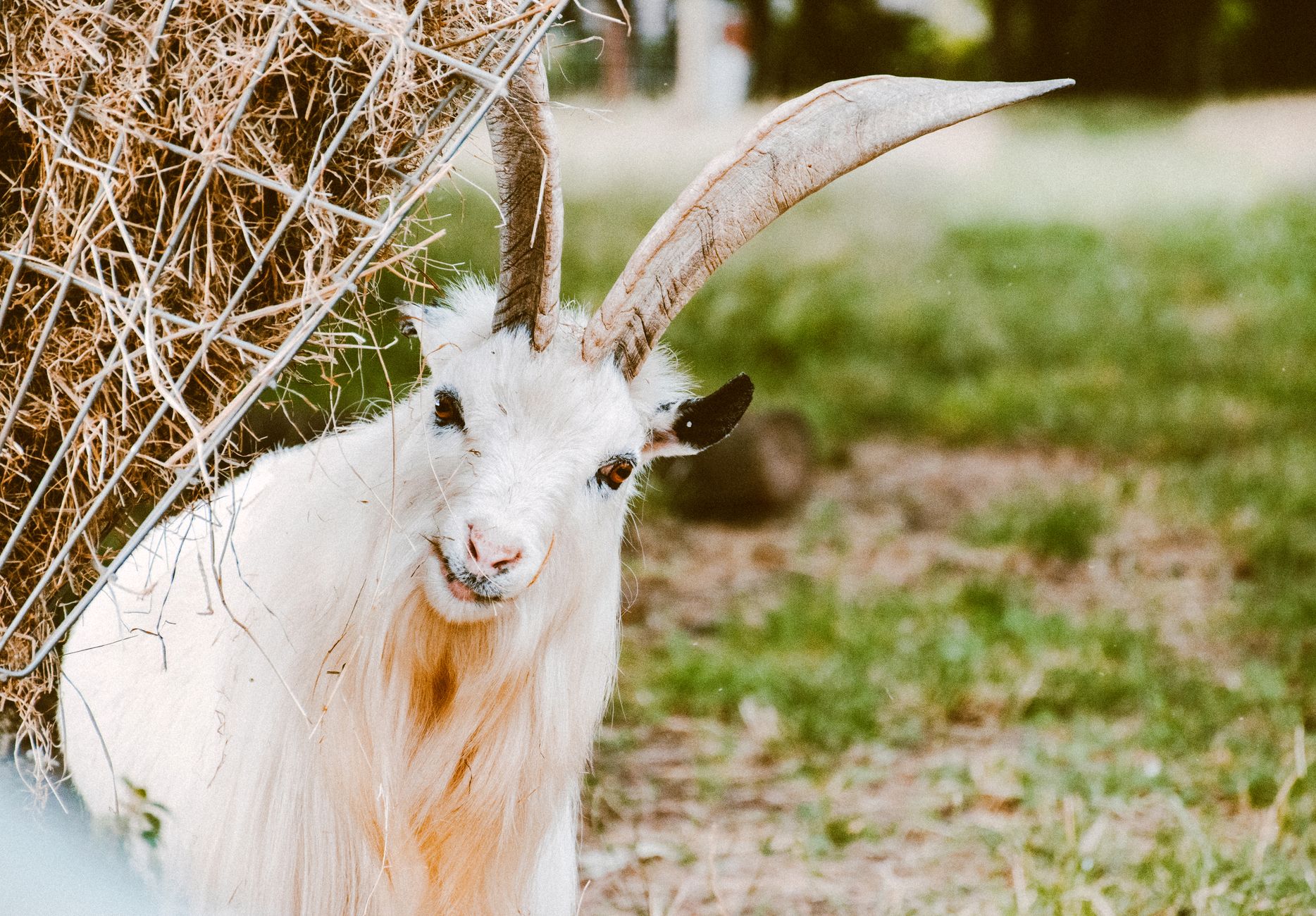 Cute white goat with long horns in a sunny field, peering curiously at the camera.