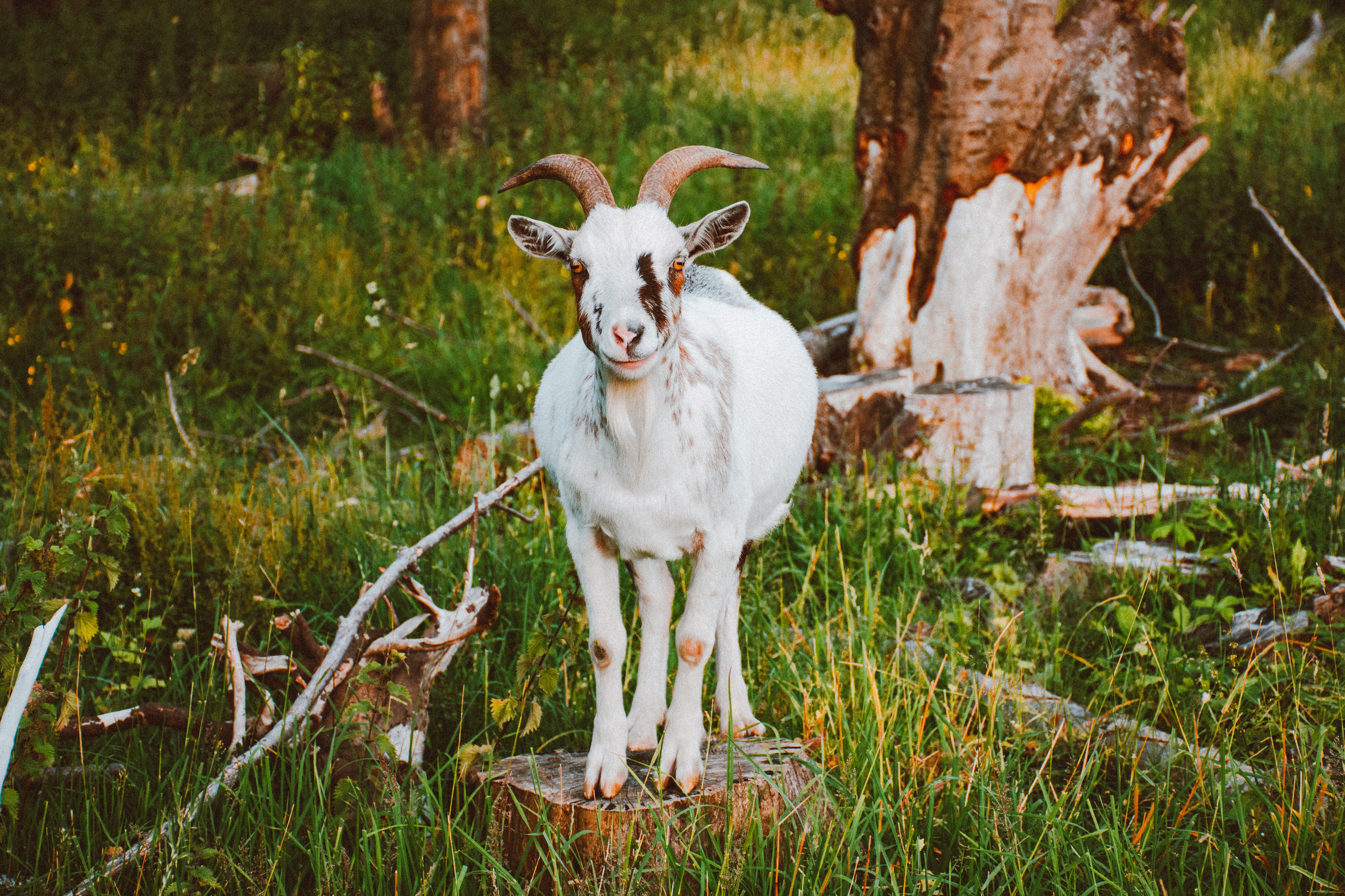 White Goat Standing on Wood Log · Free Stock Photo
