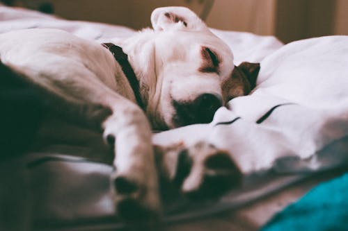 無料 白いベッドの上の成犬 写真素材