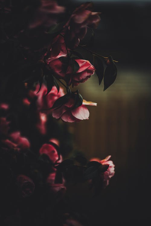 Photo or Red Flowers · Free Stock Photo