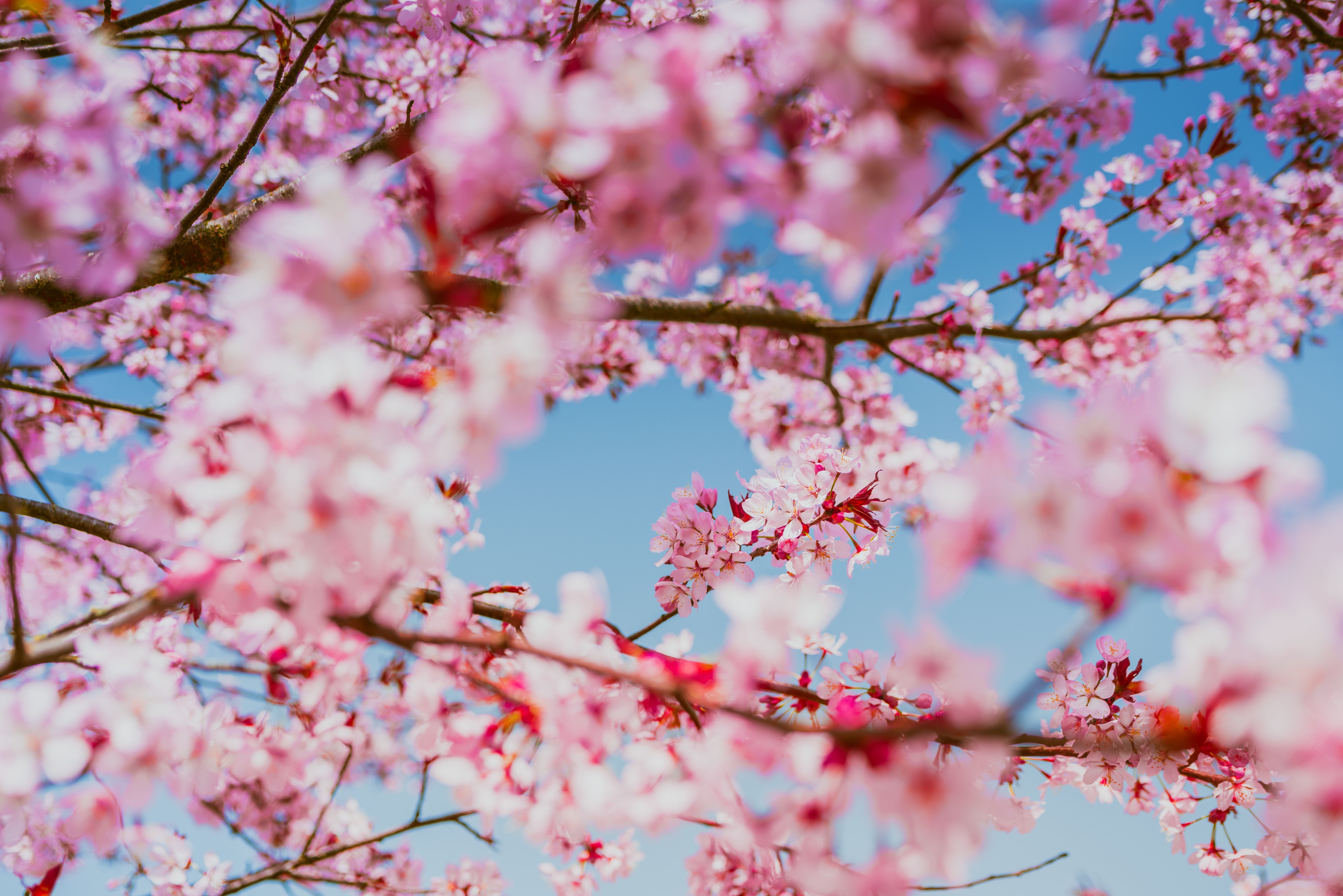 Pink Cherry Blossom · Free Stock Photo