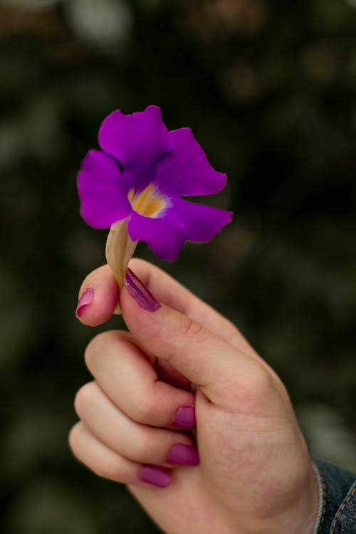 Person Holding Purple Flower