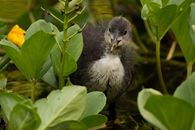 Selective Focus Photography of Brown Water Bird Standing Between Green Leafed Plants