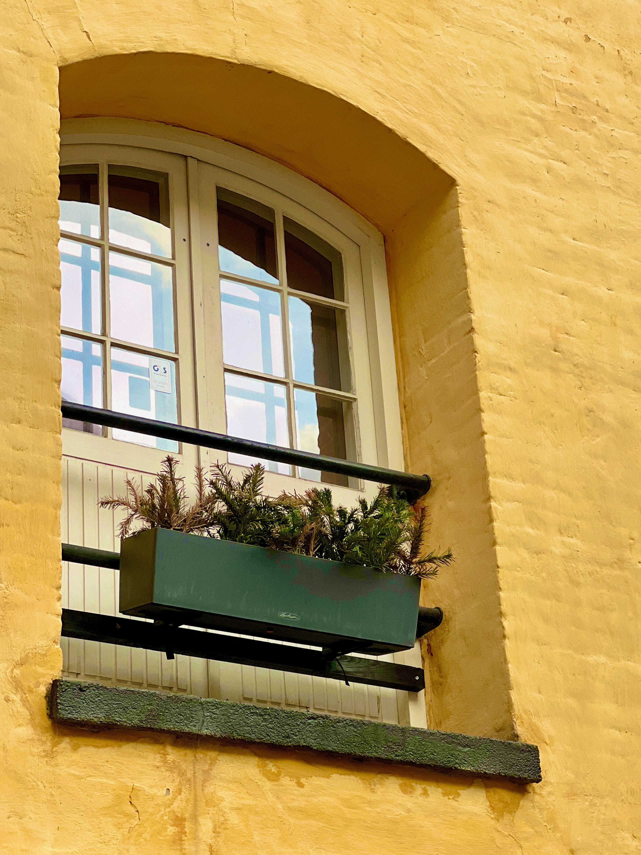 A vibrant yellow wall with an arched window and plants, capturing urban Copenhagen's charm.