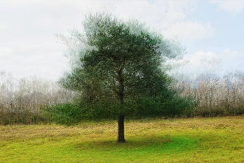 Darmowe zdjęcie z galerii z abstrakcyjne wiecznie zielone, artystyczne przedstawienie sosny, drzewo na łące