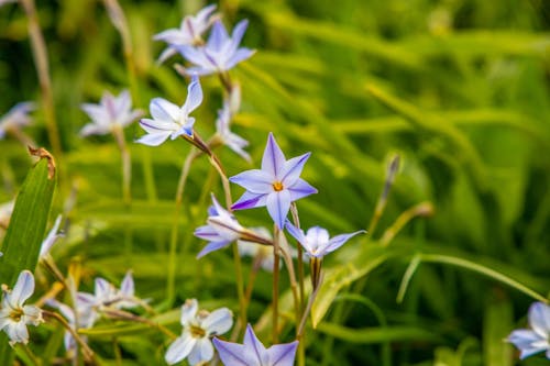 Free Spring Starflower Stock Photo