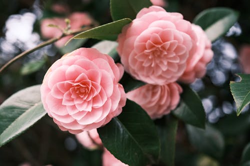 Kostnadsfri bild av blommor, blomning, camelia