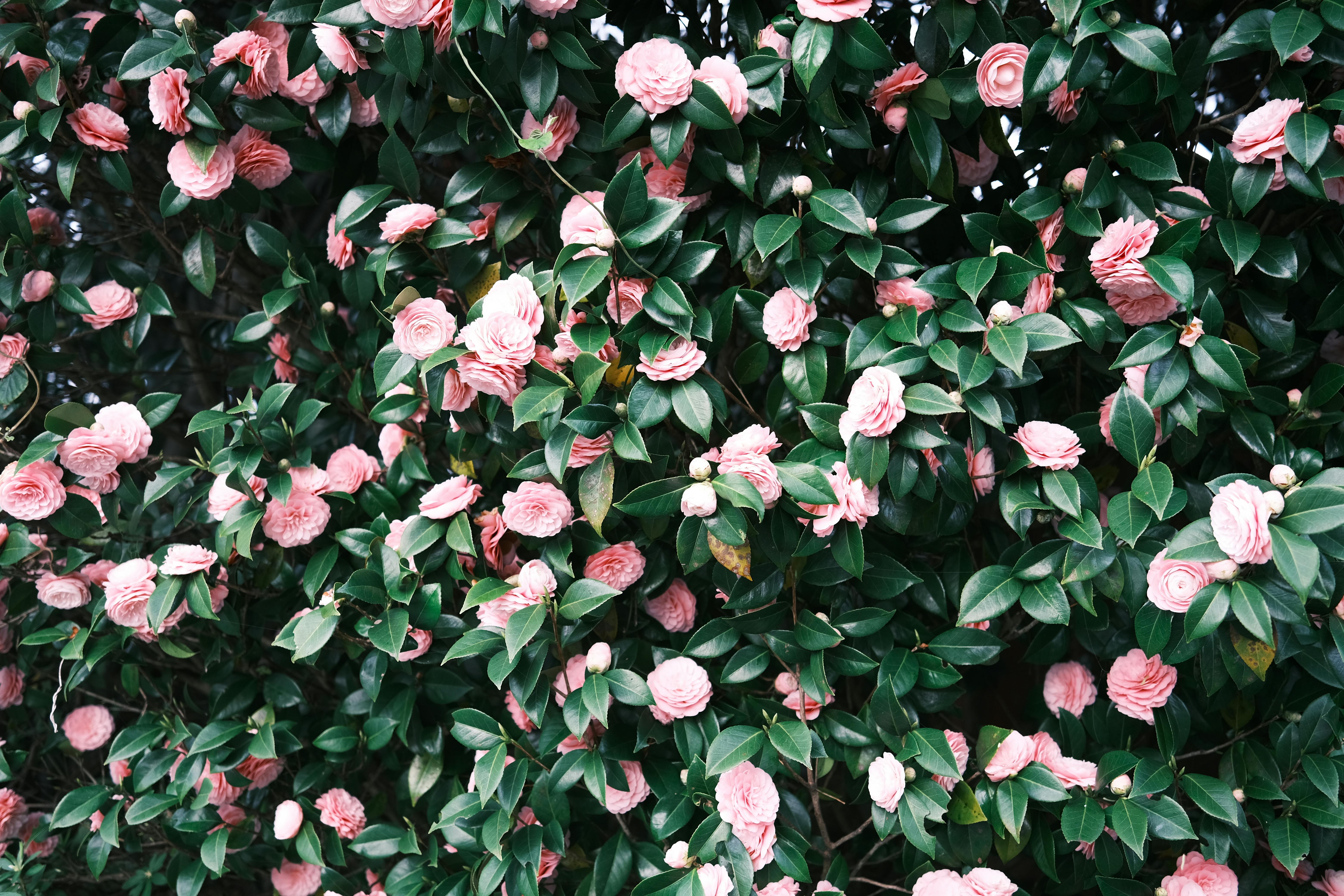 A vibrant display of pink camellias in a lush garden, showcasing the beauty of spring blooms.