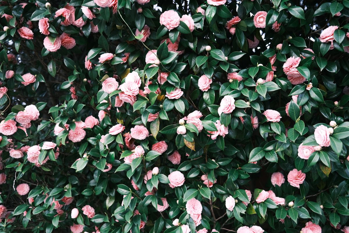 Pink camellia flowers blooming on a leafy green bush in Alabama