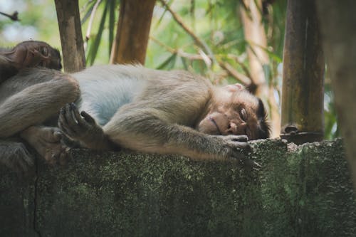 サル, ジャングル, スマトラの無料の写真素材