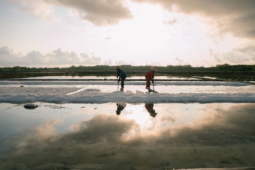 Immagine gratuita di acqua, agricoltura, alberi