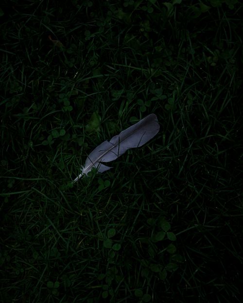 Free A single feather resting on dark grass, evoking solitude and nature's beauty. Stock Photo