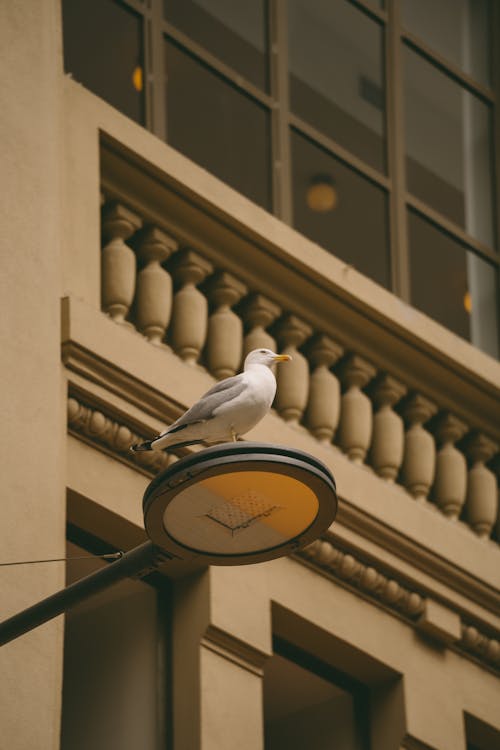 Free A seagull perched on a street light in front of a building Stock Photo
