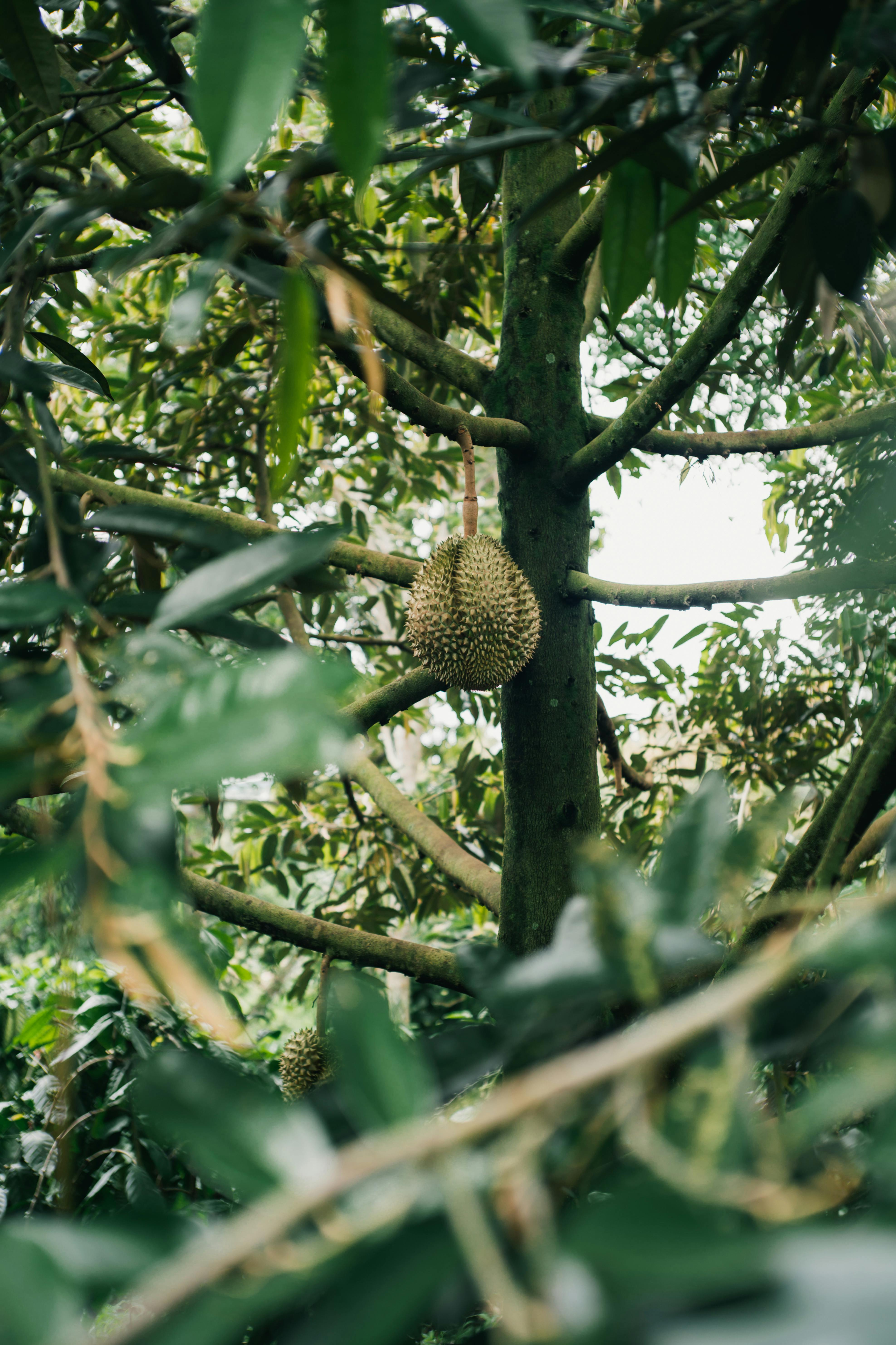 A ripe durian hanging from a tree in a lush Vietnamese plantation.