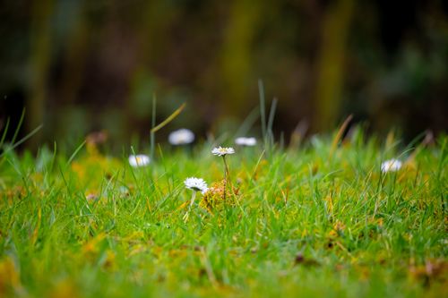 Free Vibrant daisies bloom in a lush green garden, capturing the essence of nature. Stock Photo