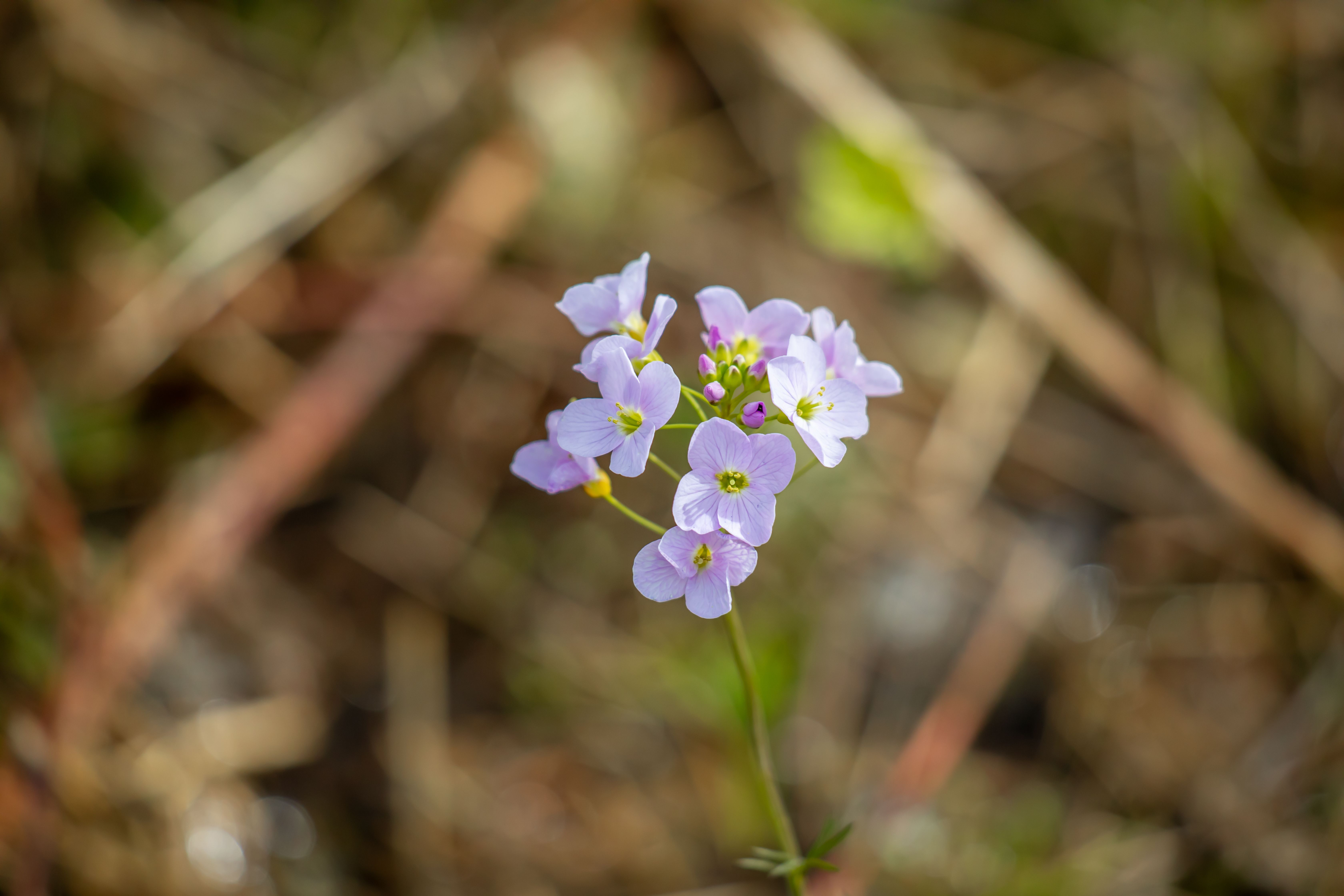 Small Purple Flowers Blooming in the Forest · Free Stock Photo