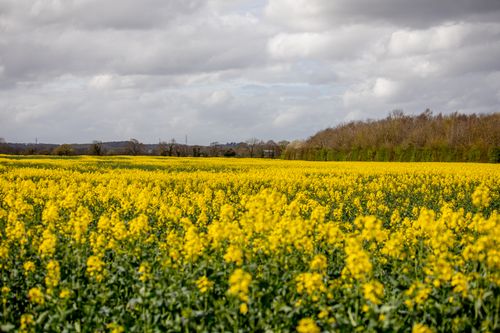 Free Yellow field Stock Photo